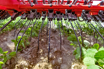 Aufgrund der Unkrautkonkurrenz in der Jugendentwicklung sind mehrere Anwendungen mit Striegel oder Hackger�t notwendig.