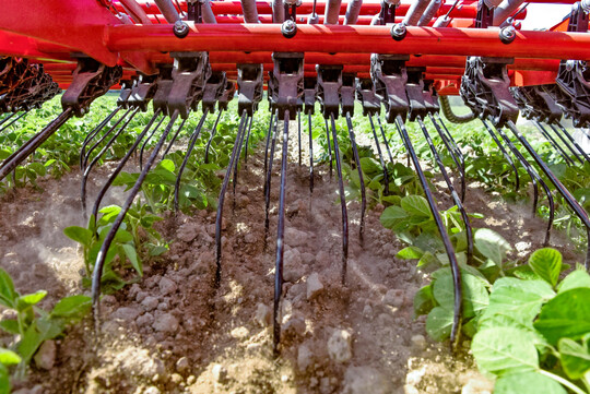 Aufgrund der Unkrautkonkurrenz in der Jugendentwicklung sind mehrere Anwendungen mit Striegel oder Hackger�t notwendig.