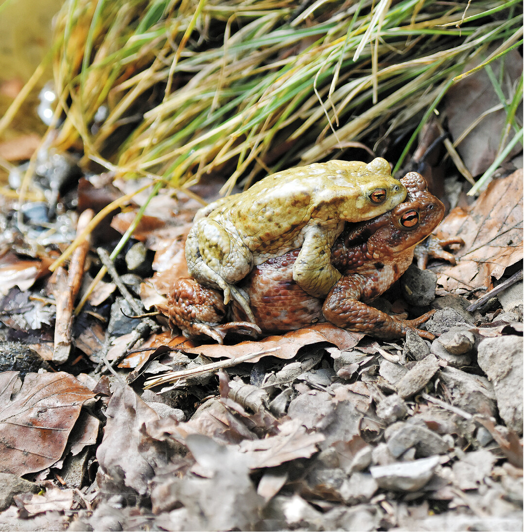 Jetzt ist bei den Erdkr�ten Laichzeit. Die kleineren M�nnchen klammern sich auf den Weibchen fest und werden ins Wasser getragen. Dort finden die Eiablage, bei der Erdkr�te in Schn�ren, und die Befruchtung statt. Erdkr�ten laichen nur alle zwei bis drei Jahre ab, so dass ein erheblicher M�nnchen�berschuss entsteht, und es zu K�mpfen um die Weibchen kommt. Laichhaufen in einem Teich stammen von den Grasfr�schen.
