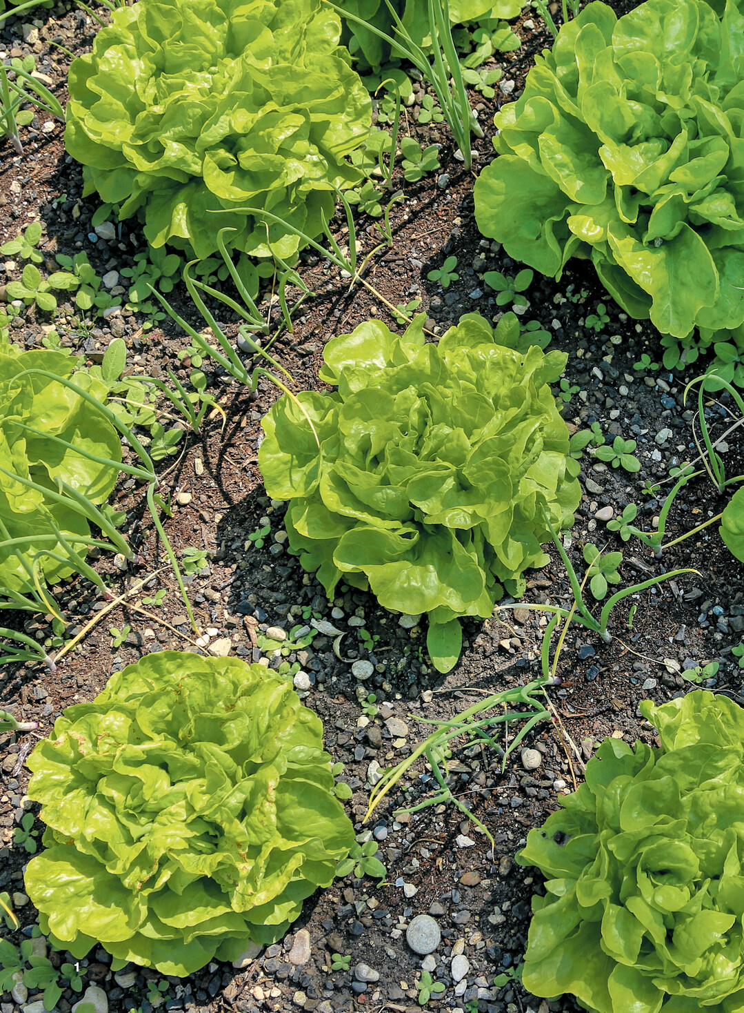 Ein Beet voll von erntefrischem Kopfsalat der Sorte Augsburger.