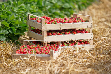 In verschiedenen Anbaugebieten legt die Erdbeerernte in den Tunneln nach Ostern los.