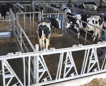  Ab 1. April gilt die �berarbeitete Unfallverh�tungsvorschrift Tierhaltung. Deckbullen zum Beispiel sind im Laufstall getrennt von der Milchviehherde zu halten.