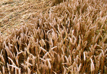 Wachstumsregler können das Lagerrisiko von weniger standfesten Getreidesorten reduzieren.