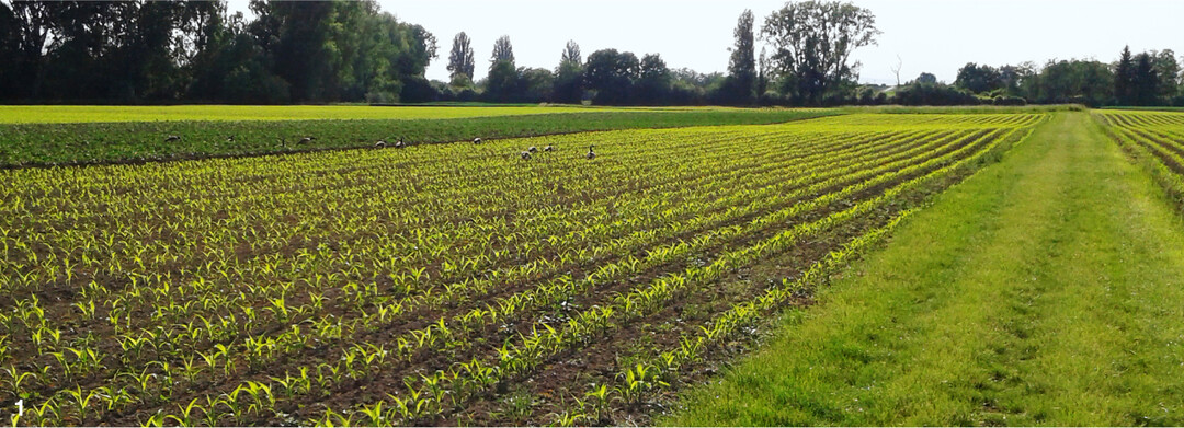 Nur wenn die Maispflanzen gut versorgt sind, k�nnen H�chstertr�ge generiert werden.