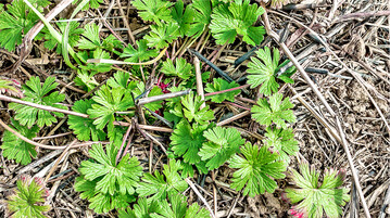 Achten Sie in Getreide auf das Vorkommen des Schlitzblättrigen Storchschnabels, der ganzjährig keimt.