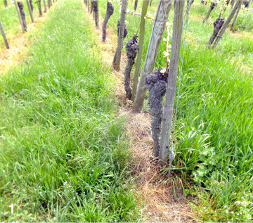 Hier ist das Minimierungsgebot beim Herbizideinsatz vorbildlich eingehalten.