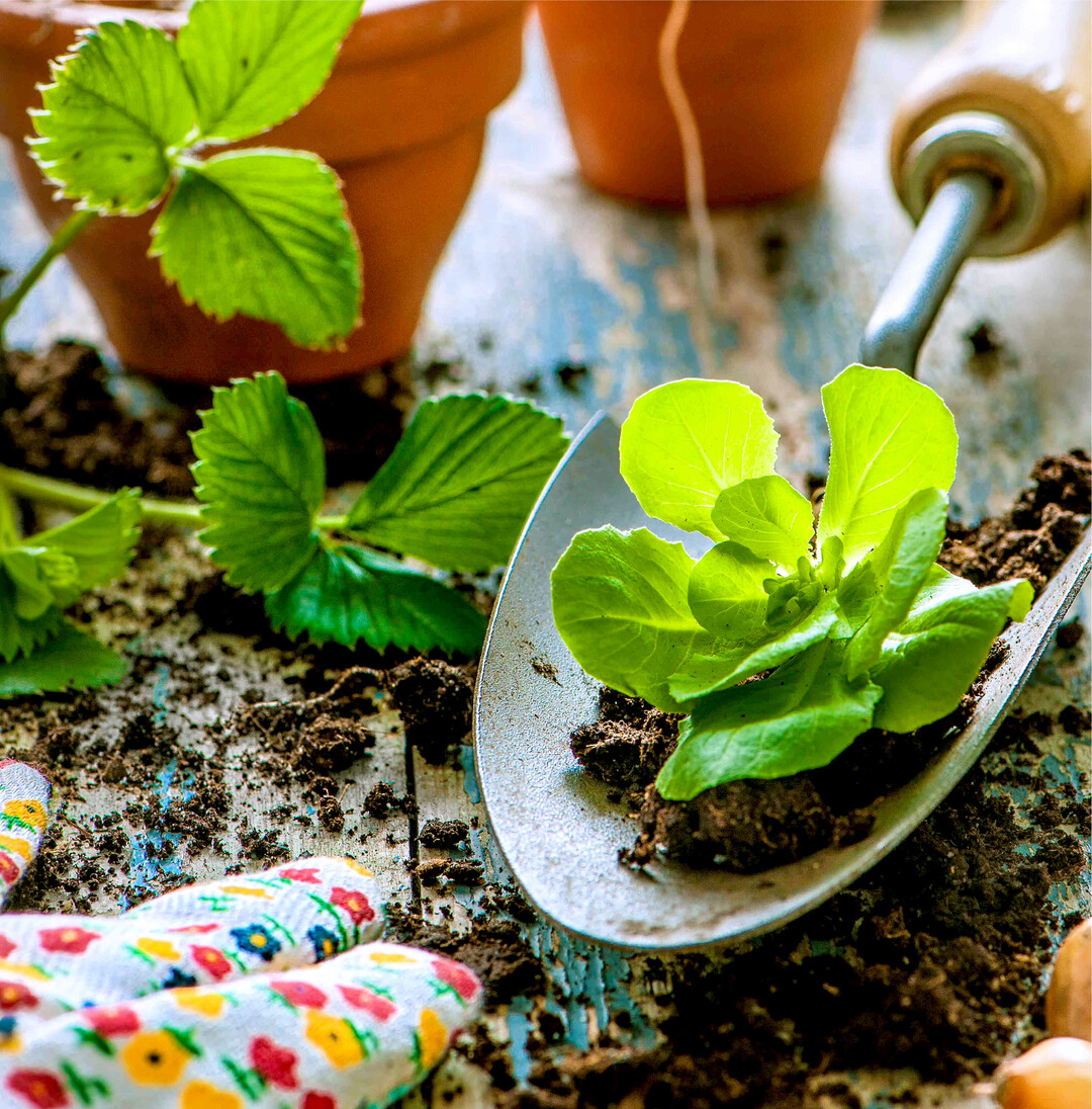 Fr�hlingsmarkt: Saatgut, Pfl�nzle, alte Sorten Fr�her gab es in den Bauerng�rten eine enorme Vielfalt an Gem�sesorten, Blumen und Kr�utern  vieles davon ist in Vergessenheit geraten. Diesen Schatz k�nnen die Besucherinnen und Besucher beim K�rnbacher Fr�hlingsmarkt am 3. April von 10 bis 18 Uhr im Oberschw�bischen Museumsdorf K�rnbach neu entdecken. Ab 11 Uhr k�nnen die Besucherinnen und Besucher den Vortr�gen von Fachreferenten lauschen. Wetterexperte Roland Roth, Tomatenkenner Michael Schick und viele mehr teilen ihr Wissen. Des Weiteren gibt es F�hrungen mit Irene B�nsch zu Fr�hlingskr�utern. Und mit Alexander Ego und Michaell Ege k�nnen Interessierte bei einer F�hrung die bl�hende Streuobstwiese erkunden. F�r die F�hrungen wird um Anmeldung gebeten, online unter www.Museumsdorf-K�rnbach.de oder telefonisch unter 07351/526814. Auf die Besucherinnen und Besucher warten au�erdem Vorf�hrungen aus der K�rnbacher Kr�uterk�che und zur Herstellung von Ricotta-K�se oder einer Anti-Aging-Creme. �ber 50 Aussteller verkaufen allerhand N�tzliches und Dekoratives f�r den heimischen Garten und Balkon. G�rtnereien und Samenh�ndler bieten altes Saatgut und junge Pfl�nzchen zum Kauf an. Dar�ber hinaus gibt es auch f�r die kleinen Besucherinnen und Besucher ein Kinder-Mitmach-Programm und die Mini-Dampfbahn des Schw�bischen Eisenbahnvereins l�dt zu einer Fahrt ein.