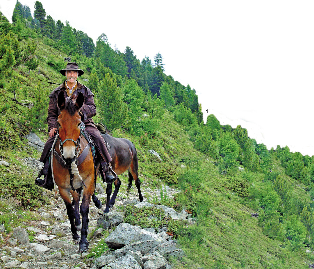 Mulis haben einen festen Tritt in unwegsamen Gel�nden.