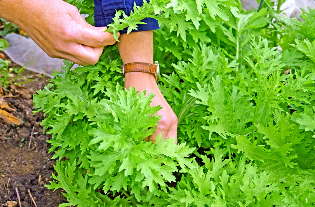 Wasabino: Ernte der Bl�tter ...