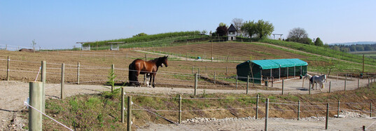 1 Als Zaun für einen Paddock Trail wird ein mit Kunststoff ummantelter Draht empfohlen.