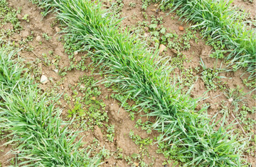 F�r ein erfolgreiches Hacken im Getreide sollte unter anderem der Reihenabstand angepasst werden.