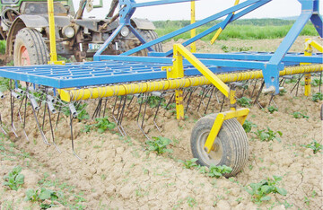 Vor allem breitbl�ttrige Unkr�uter sind durch Striegeln und Hacken bei trockenen Bodenbedingungen gut zu bek�mpfen.