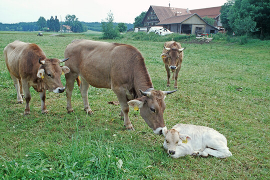 Braunvieh auf einem Demeter-Betrieb in Baden-W�rttemberg.