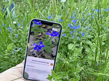 Anwendung der App �Flora Incognita� auf dem Feld.