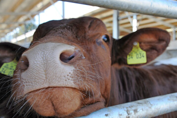 Mutterkuhherde mit Jochberger Hummeln und Pinzgauer Rind.