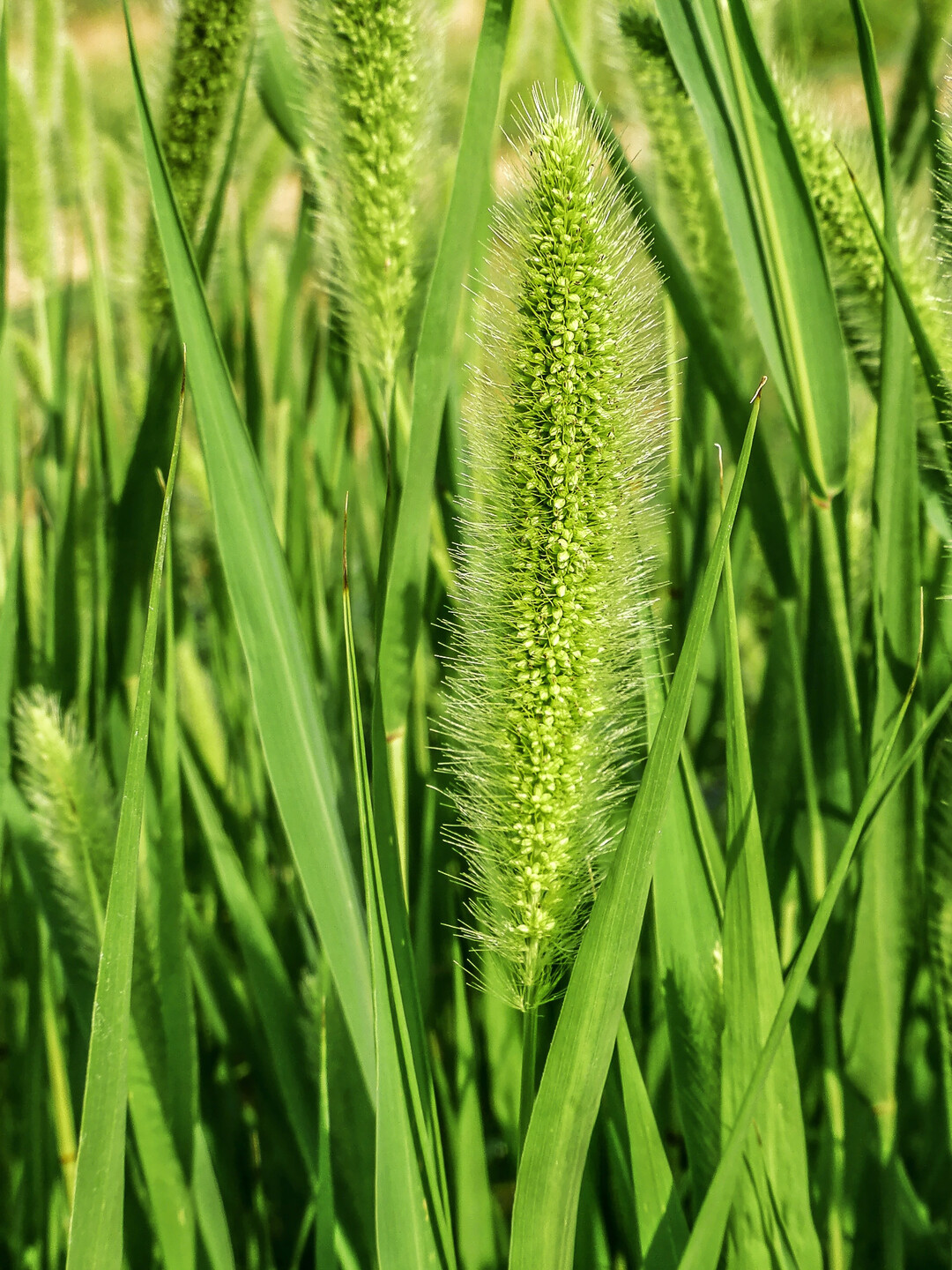 Die Grüne Borstenhirse ist nicht nur im Maisanbau ein ernstzunehmendes Ungras.