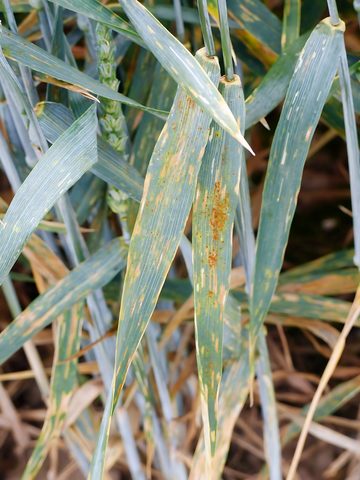Braunrost ist gut erkennbar an den rostfarbenen Pusteln auf der Blattoberseite. Bei warmen und feuchten Temperatur kann sich Braunrost sehr rasch ausbreiten und den Blattapparat zum Absterben bringen. In Gebieten mit Weinbauklima und bei anf�lligen Sorten (ab BSA-Note 5) auch in k�hleren Gebieten sollte behandelt werden, sobald die ersten Pusteln beo-bachtet werden.
