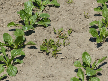): Unkr�uter in Zuckerr�ben gilt in diesem Jahr besondere Aufmerksamkeit. Insektizidmischungen gegen Glasfl�gelzikaden als �bertr�ger von SBR/Stolbur haben alle eine B1-Auflagen. Deshalb darf es in R�benbest�nden in Befallsgebieten keine bl�henden Unkr�uter geben.