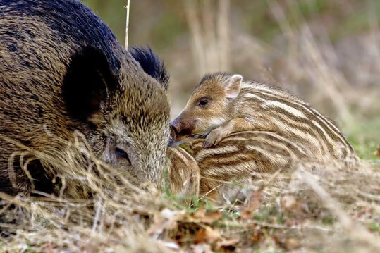 Bache mit Frischling.