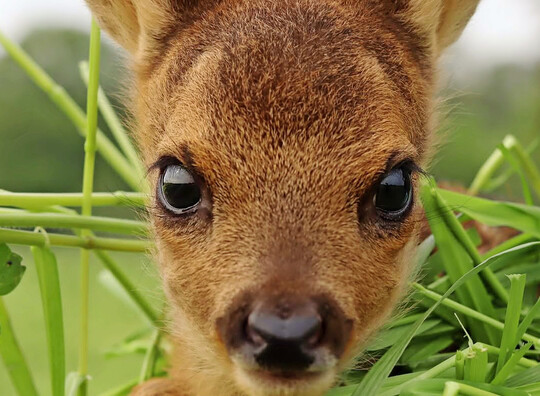 Bewirtschafter von Fl�chen sind verpflichtet Ma�nahmen zu ergrei�fen um Wirbeltiere zu sch�tzen.