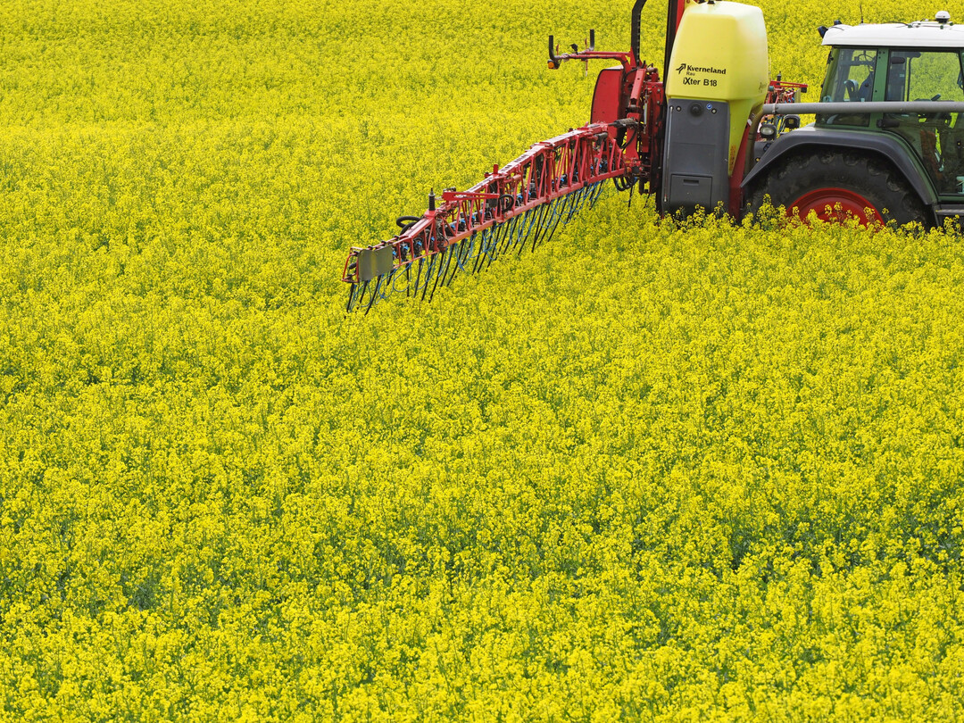 Blütenbehandlung im Raps