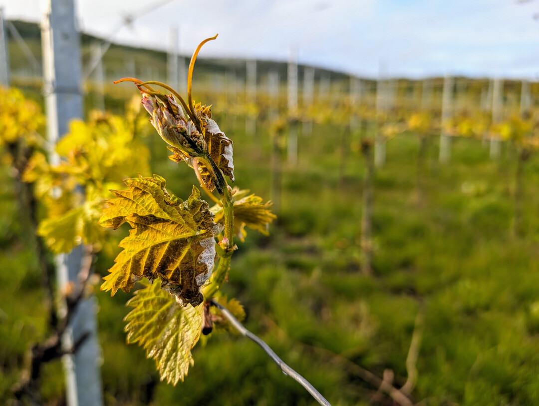 Kerner-Reben nach dem Frost, 2024.