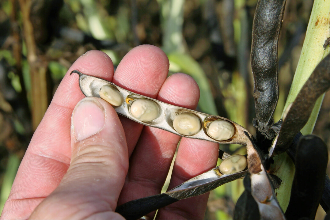 H�lsenfr�chte wie etwa die Ackerbohne im Bild gelten als Quelle f�r pflanzliche Proteine.