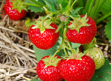 In Baden-W�rttemberg wurde offiziell die Erdbeersaison er�ffnet. 