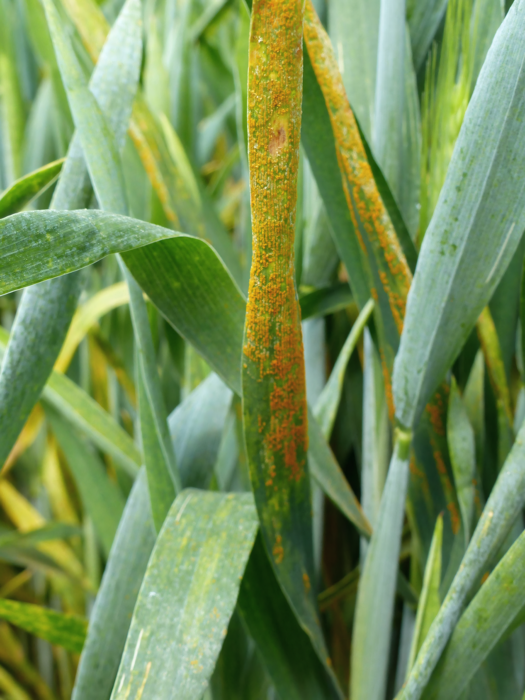 Gelbrostbefall an Triticale. Eine Behandlung sollte sofort beim Auftreten erster Befallsnester z. B. mit 1l/ha Prosaro oder Sympara erfolgen.