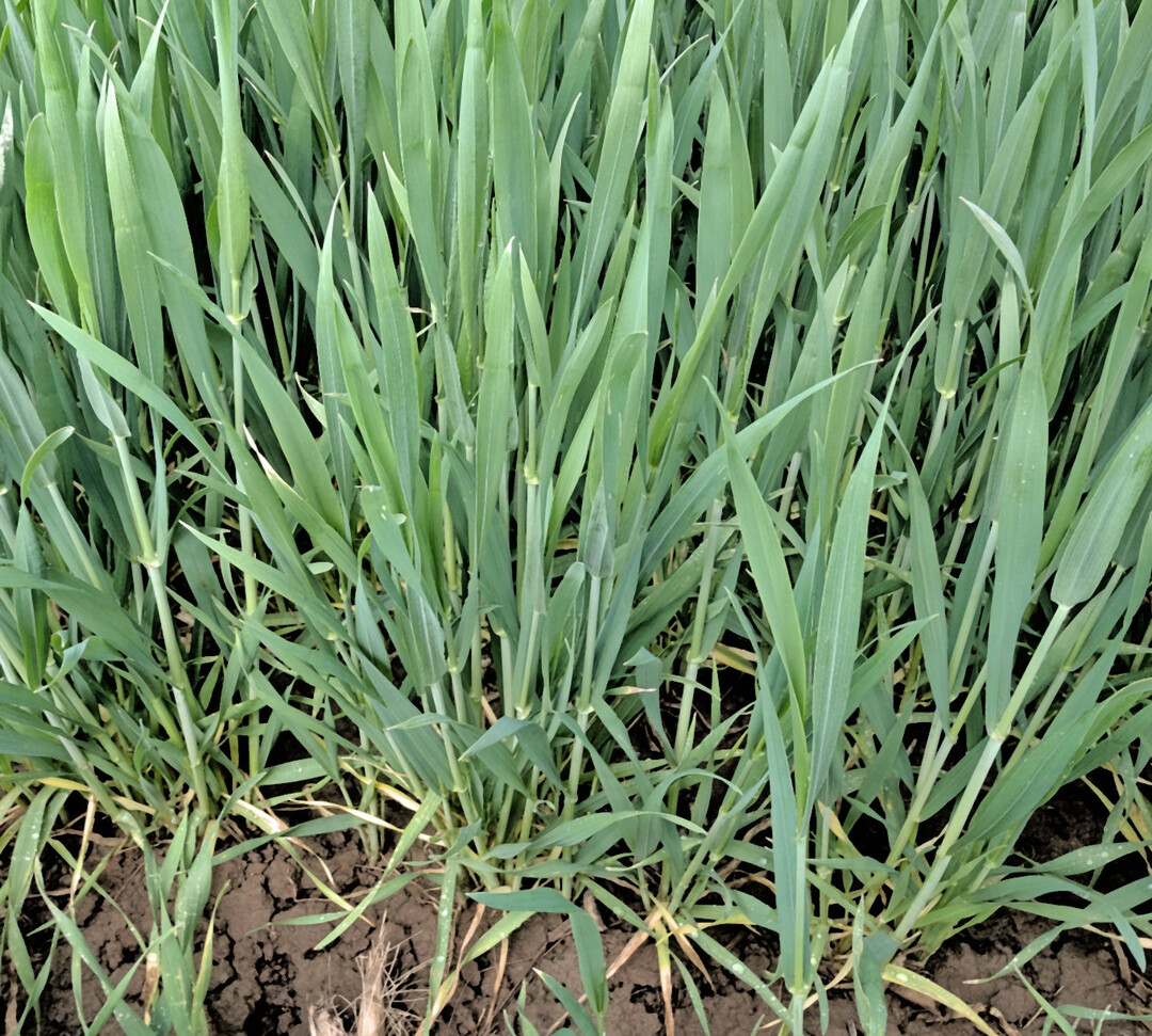 Wachstumsregler und systemische Fungizide dienen zur Absicherung eines hohen Ertragspotenzials.