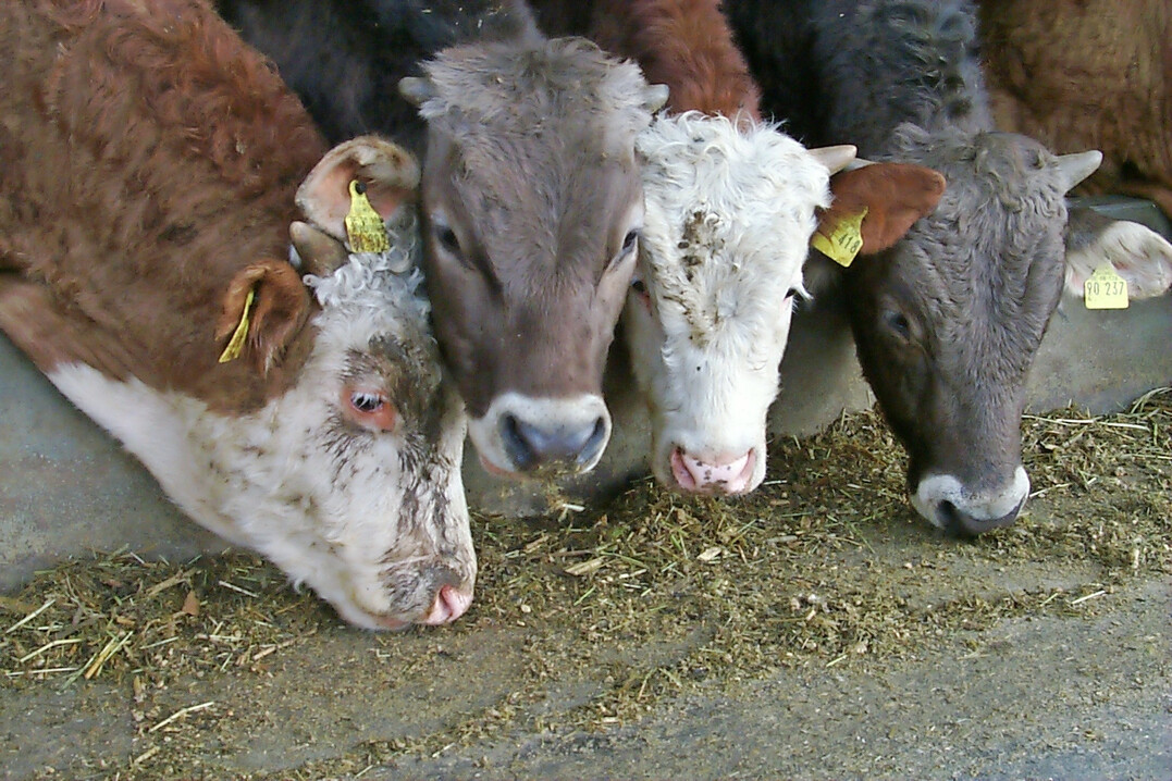 Damit Bullen hohe tägliche Zunahmen erreichen, müssen sie bedarfsgerecht mit Grund- und Kraftfutter versorgt werden.