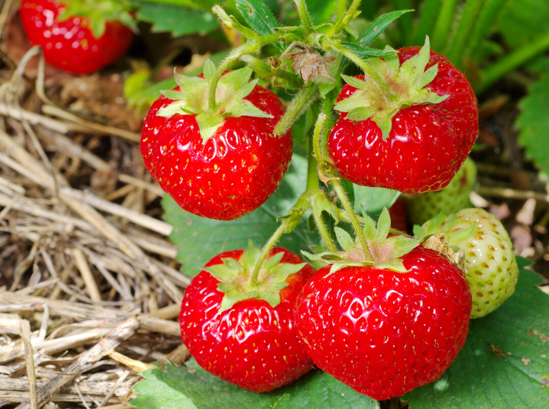 Die Hauptsaison f�r Erdbeeren in Deutschland ist etwa von Mitte Mai bis Anfang August.