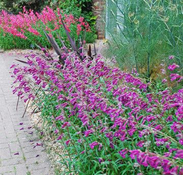 �Blackbird�, eine Sorte des Gro�bl�tigen Bartfadens, bl�ht purpur von Juni bis September.