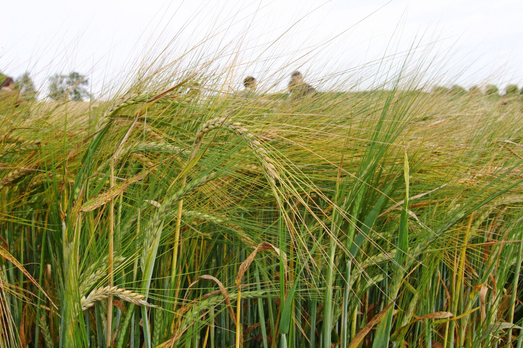 Zur kommenden Ernte wurde Braugerste in Deutschland etwa im Umfang der vergangenen Jahre angebaut. Ein sp�rbarer Anteil davon geht auf das Konto von Winterbraugerstensorten. 