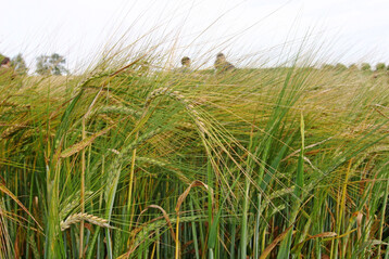 Zur kommenden Ernte wurde Braugerste in Deutschland etwa im Umfang der vergangenen Jahre angebaut. Ein spürbarer Anteil davon geht auf das Konto von Winterbraugerstensorten.
