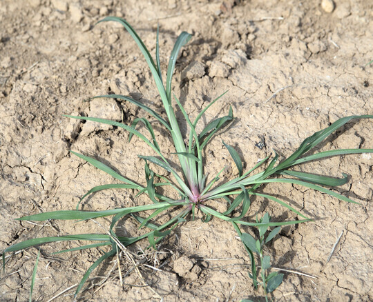 Schadhirsen wie die H�hnerhirse sind vielerorts bereits zu einem ernsten Problem im Maisanbau geworden.