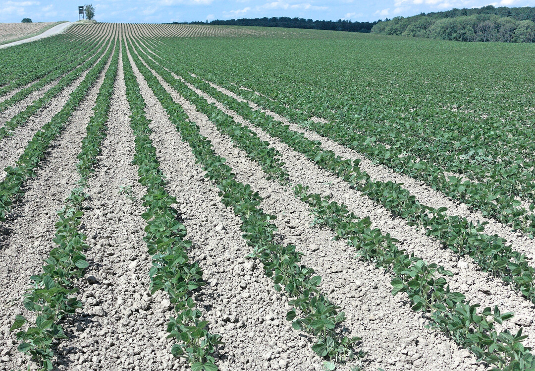 Wer Soja erfolgreich hacken will, sollte einige Dinge beachten.