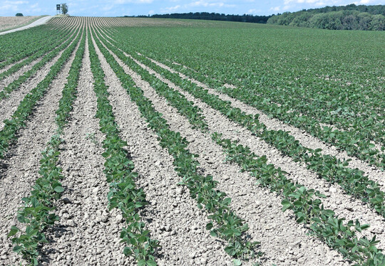 Wer Soja erfolgreich hacken will, sollte einige Dinge beachten.