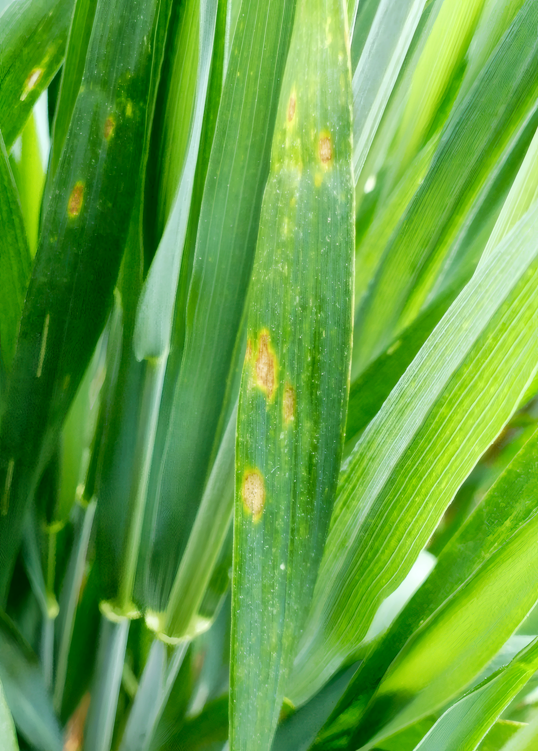 Infolge der Niederschläge kann es in Abhängigkeit von der Blattnässedauer zu Infektionen kommen.