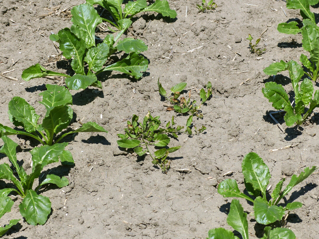 Unkr�uter, wie der Ackerwinde in Zuckerr�ben, gilt in diesem Jahr besondere Aufmerksamkeit.