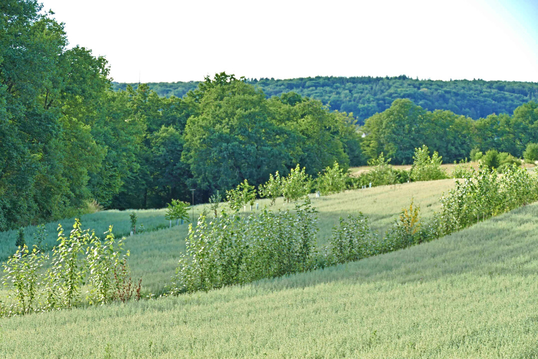 Trotz Agroforst mit Haferanbau: Kein Pflanzenbau bindet mehr Kohlenstoff als ein Naturwald, der statt des Ackers auf der Fl�che stehen k�nnte.