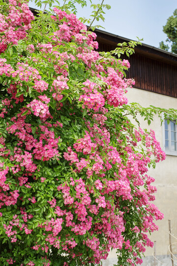 Ramblerrosen sind stark wachsende und �ppig bl�hende Kletterrosen, die sehr besitzergreifend werden k�nnen.