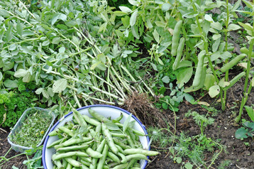 Dicke Bohne: Ernte der reifen H�lsen von �Hangdown green� im Juli.