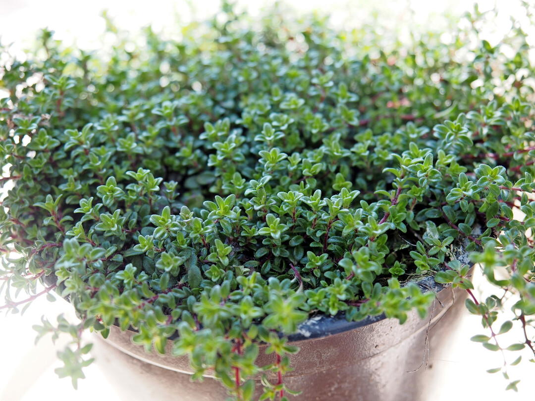 Feld-Thymian im Topf.