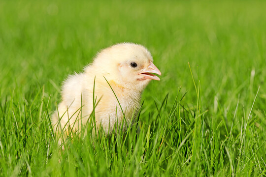 Junggeflügel soll künftig bereits ab dem ersten Tag die Möglichkeit zu einem Grünauslauf haben.