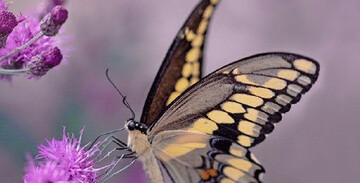 Königs-Schwalbenschwanz.