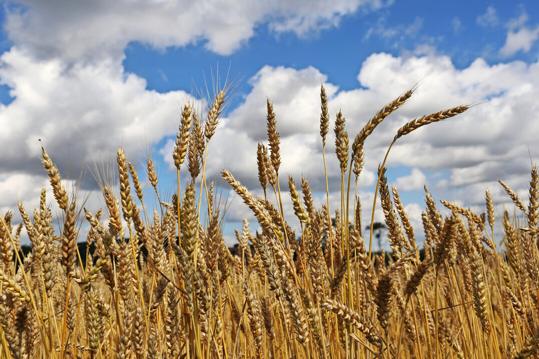 Im Versuch wurden genetisch verschiedene Pflanzen im selben Bestand zur Ernte zuverlässig reif.