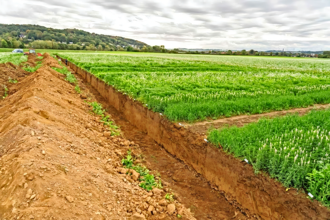 Auf einem Auenlehm wurden mittels einer Profilwand bis zu einem Meter Tiefe verschiedene Wurzeleigenschaften von sieben Zwischenfruchtarten erhoben.