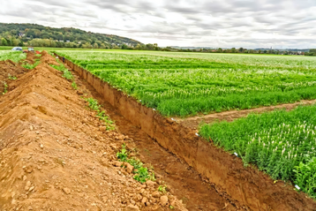 Auf einem Auenlehm wurden mittels einer Profilwand bis zu einem Meter Tiefe verschiedene Wurzeleigenschaften von sieben Zwischenfruchtarten erhoben.