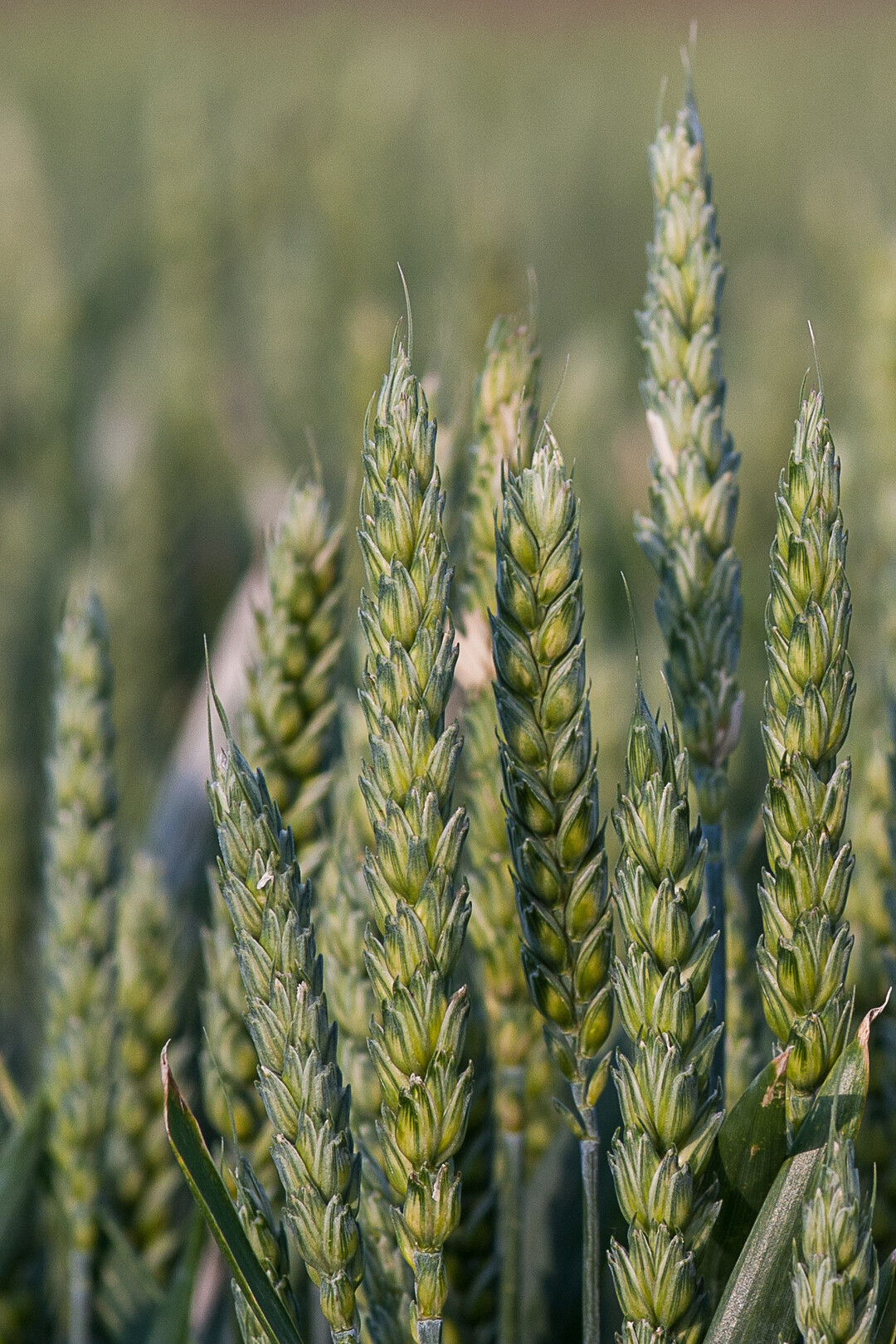 Ein situationsangepasstes Vorgehen bei der Sp�td�ngung von Weizen ist essenziell f�r die Optimierung von Ertrag und Qualit�tsauspr�gung.